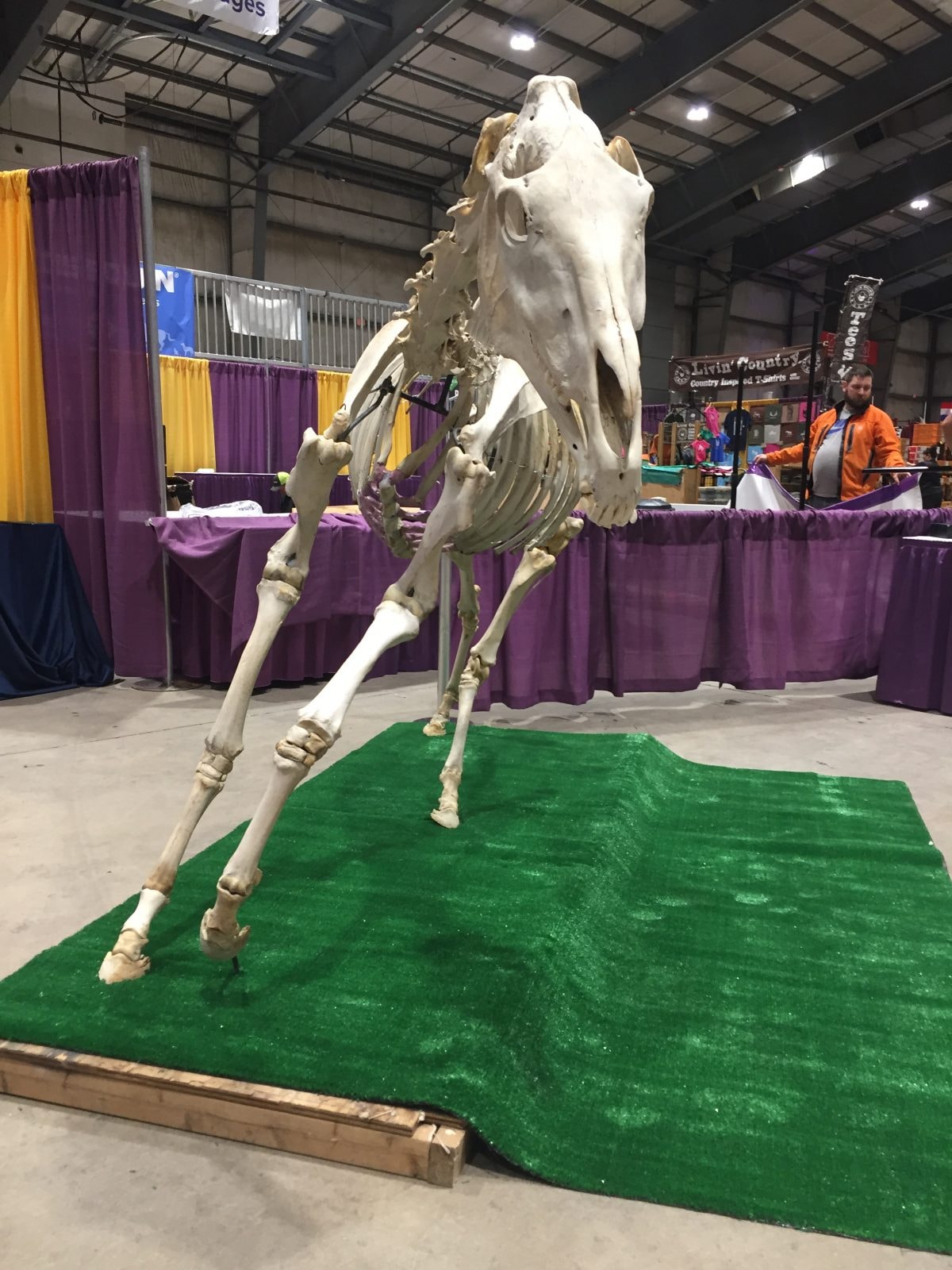 Trotting Skeleton